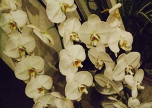 ファイル 3381-1.jpg