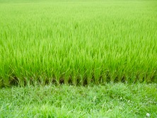 ファイル 3383-1.jpg