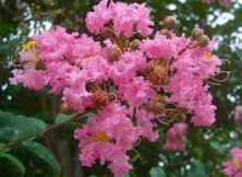 ファイル 3383-2.jpg