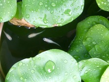 ファイル 3386-1.jpg