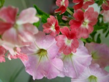 ファイル 3394-1.jpg