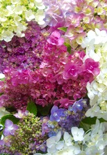 ファイル 3395-3.jpg