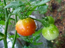 ファイル 3396-1.jpg