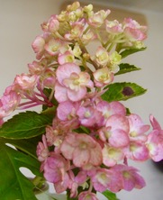 ファイル 3398-1.jpg