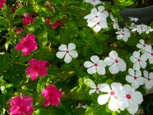 ファイル 3407-2.jpg