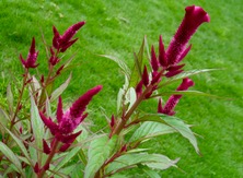 ファイル 3411-1.jpg