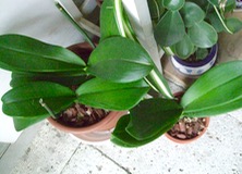 ファイル 3416-1.jpg