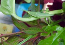 ファイル 3417-1.jpg