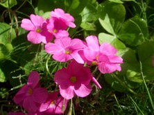 ファイル 3428-1.jpg