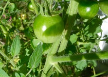 ファイル 3429-1.jpg