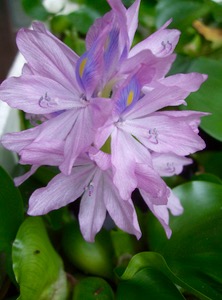 ファイル 3431-1.jpg