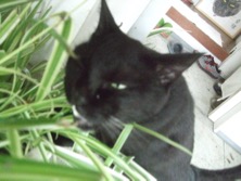 ファイル 3434-1.jpg