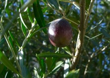 ファイル 3436-1.jpg