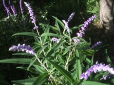 ファイル 3439-1.jpg