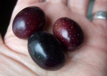 ファイル 3443-1.jpg