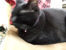 ファイル 3456-1.jpg