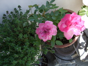 ファイル 346-1.jpg