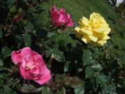 ファイル 346-3.jpg