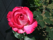 ファイル 346-4.jpg