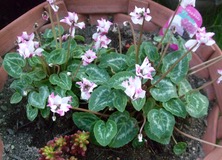 ファイル 3472-1.jpg