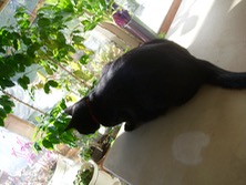 ファイル 3479-1.jpg