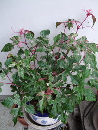 ファイル 350-1.jpg