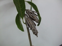 ファイル 353-2.jpg