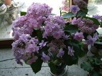 ファイル 354-1.jpg