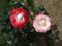 ファイル 356-1.jpg