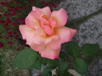 ファイル 356-2.jpg