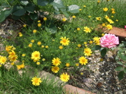 ファイル 363-1.jpg