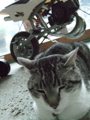 ファイル 383-1.jpg