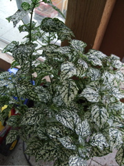 ファイル 384-1.jpg