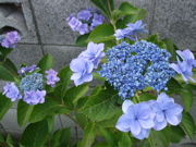 ファイル 388-1.jpg