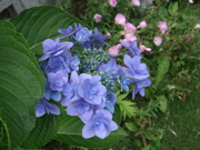 ファイル 388-2.jpg