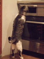 ファイル 390-1.jpg