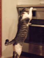 ファイル 390-2.jpg