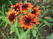 ファイル 391-1.jpg