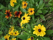 ファイル 391-2.jpg