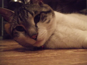 ファイル 394-1.jpg