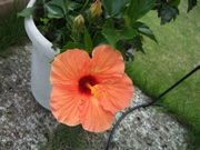 ファイル 397-1.jpg