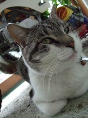 ファイル 398-1.jpg