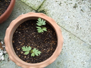 ファイル 400-1.jpg