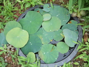 ファイル 402-1.jpg