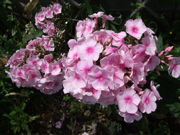 ファイル 405-1.jpg