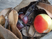 ファイル 406-1.jpg