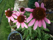 ファイル 414-1.jpg