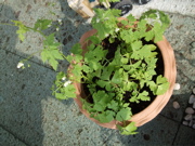 ファイル 414-2.jpg