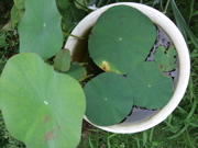 ファイル 420-1.jpg