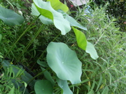 ファイル 420-2.jpg